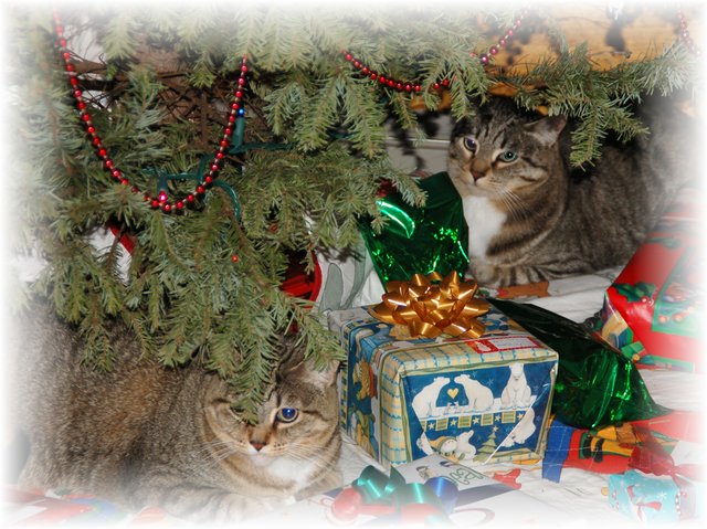 Feline Merry