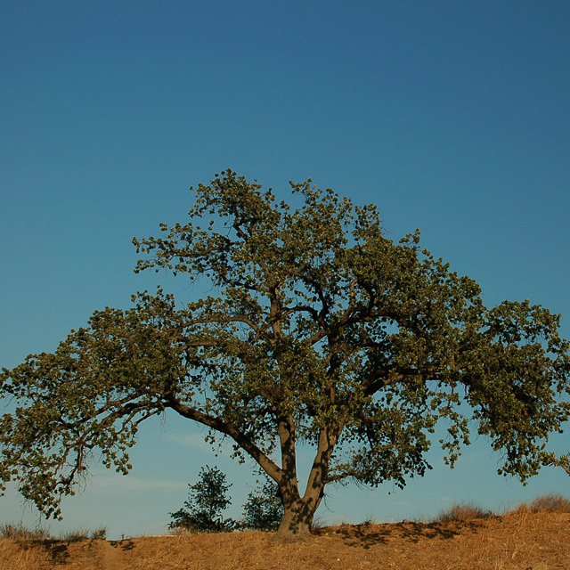Oak on th Hill