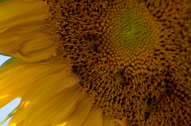 Sunflower 4