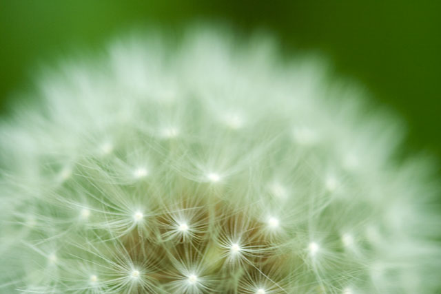 Dandelion