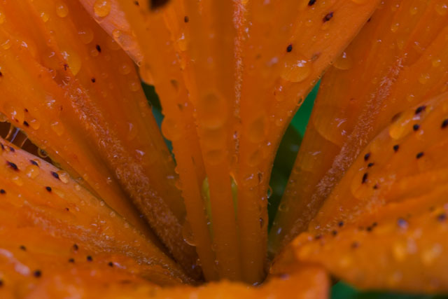 Flower + Rain