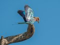 Lilac-breasted Roller