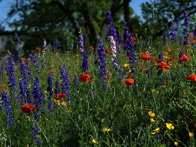 Wildflowers