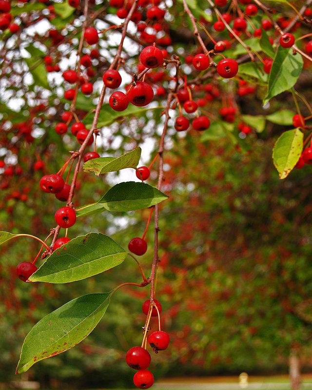 Crabapples125.jpg