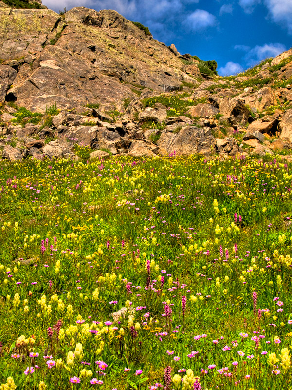 Wildflowers in the Holy Cross Wilderness