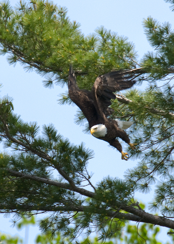 Eagle-in-flight.jpg