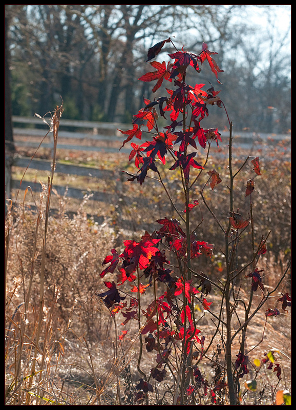 Autumn's Last Gasp