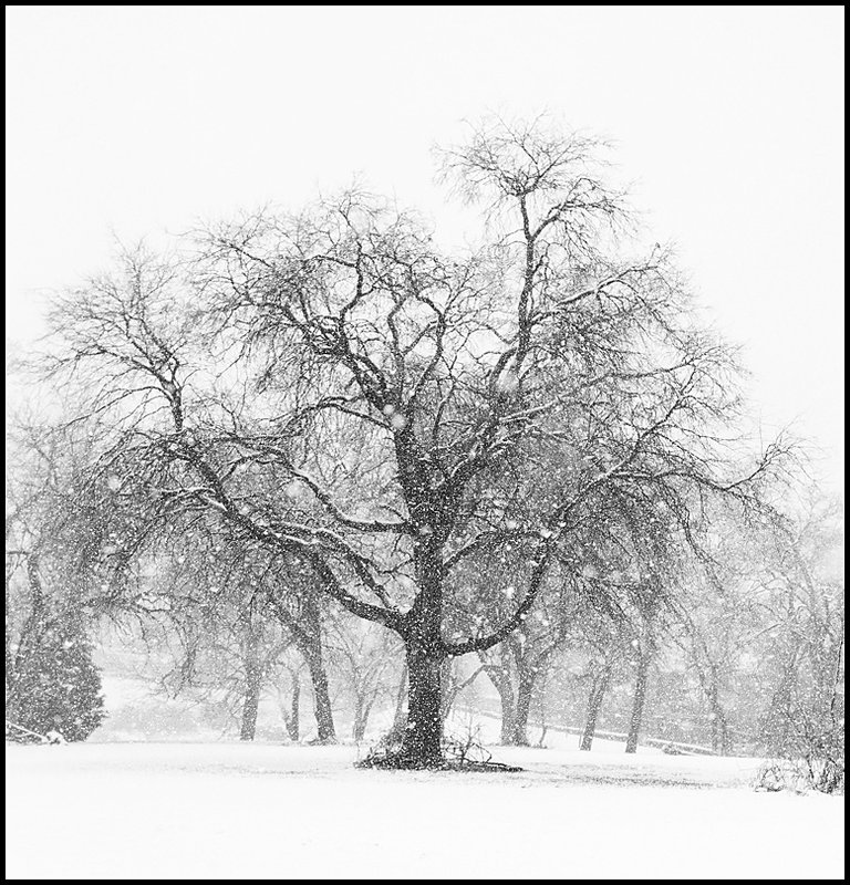 Snow Tree