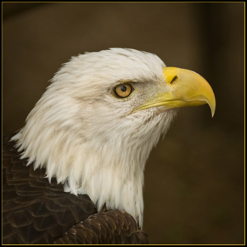 Eagle Profile