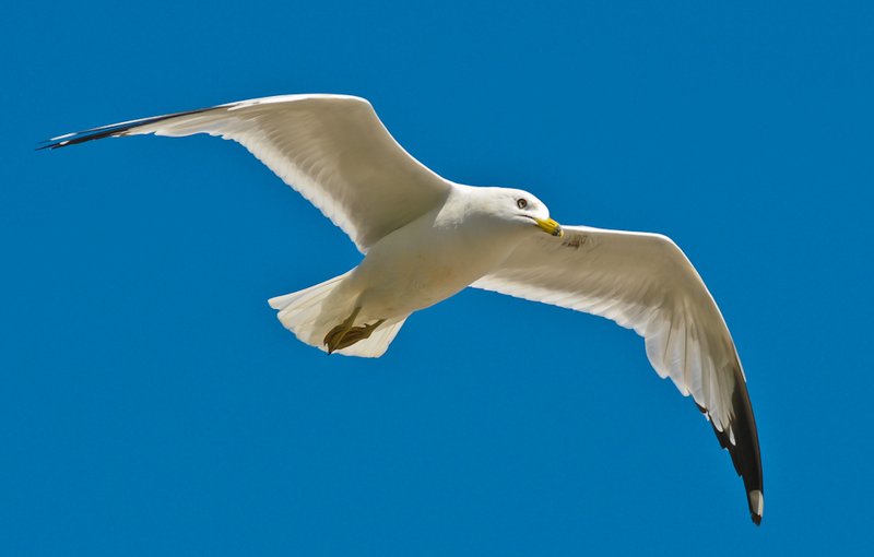 Gull In Flight