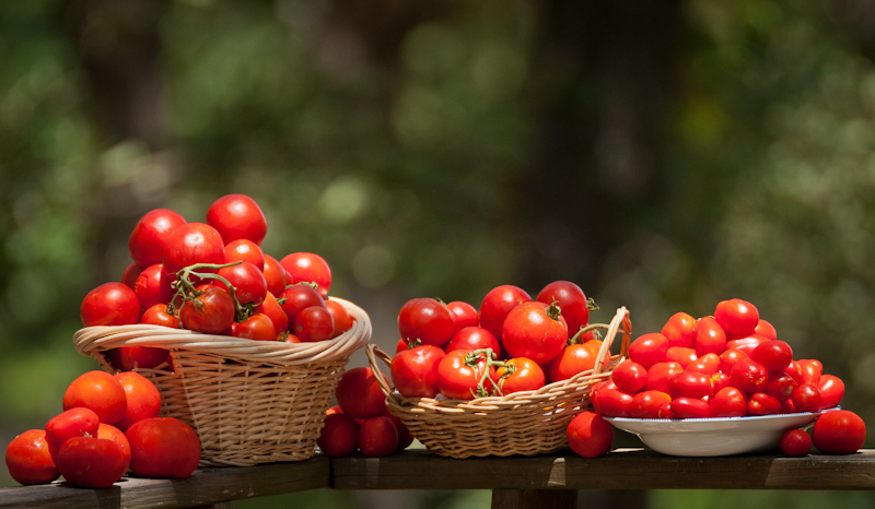 Today's Tomato Harvest