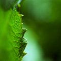 Green spotted