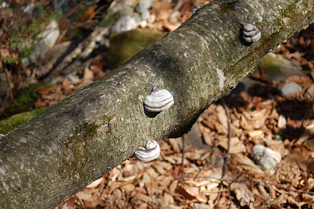 DSC_0097.jpg