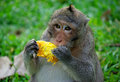 mmm mango
