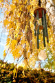 Foliage Outtake
