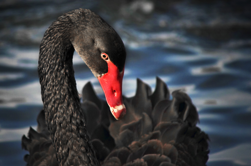 neat_swan