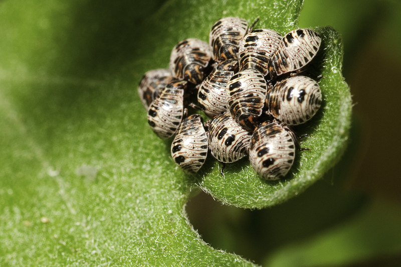 Baby Stink Bugs!