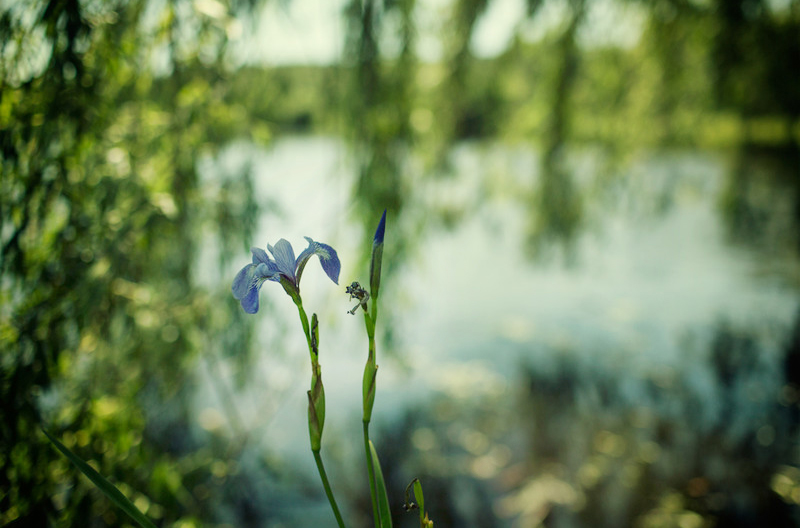 marshflower