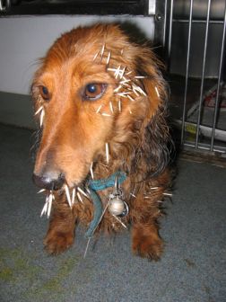 quills1.jpg