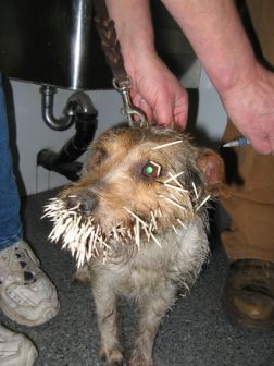 quills2.jpg