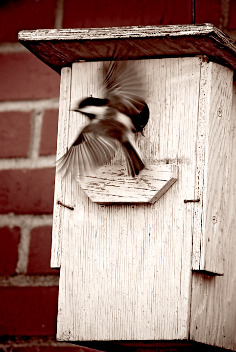 DSC_5128-Edit.jpg