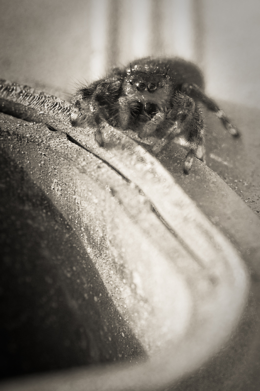 Ol' movie spider