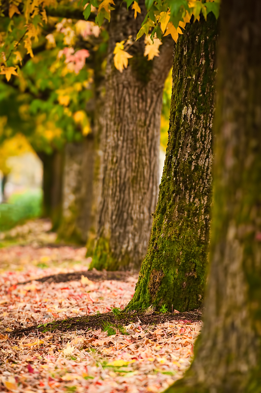 Fall in a row