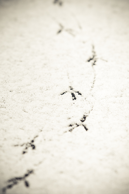 Snow Prints