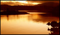Orcas Island Loon