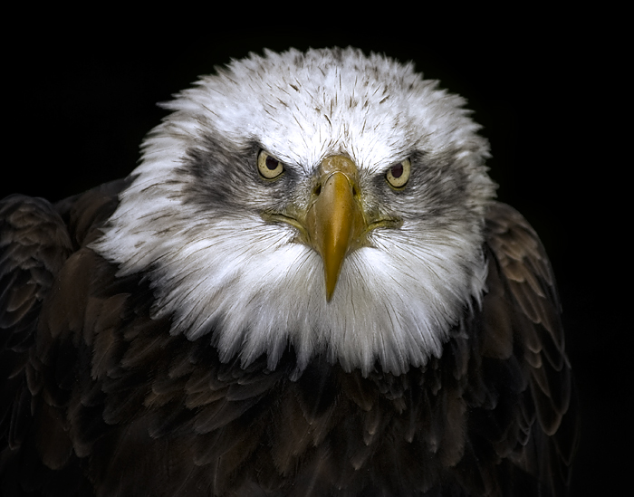 eagle-edit.jpg