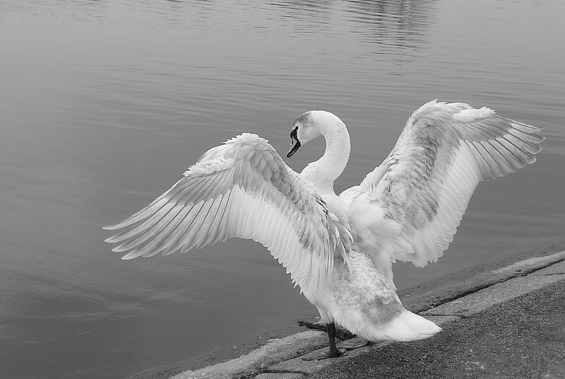 Hyde Park Swan - 3