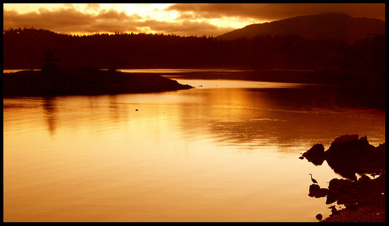 Orcas Island Loon