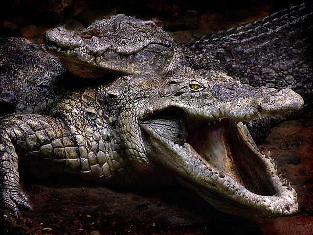 Kelli's croc shot (edited)