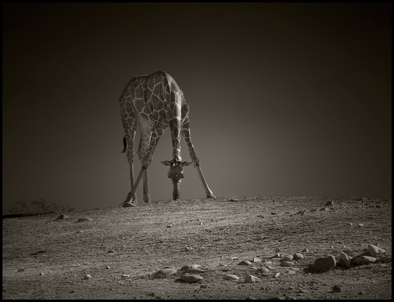 Graze