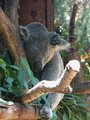 Koala in tree.jpg