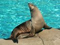 Sea lion.jpg