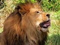 Licking the Chops.jpg