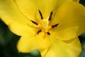 yellow flower.jpg
