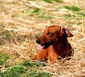 in the hay.jpg