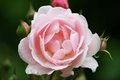 pink w: water.jpg
