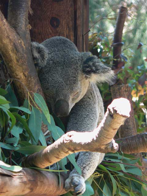 Koala in tree.jpg