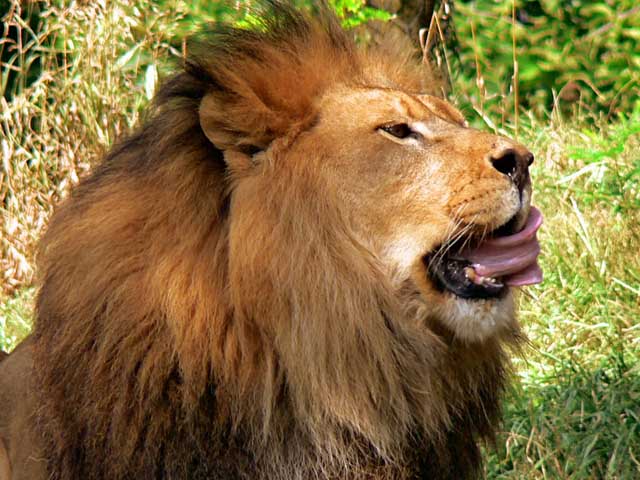 Licking the Chops.jpg