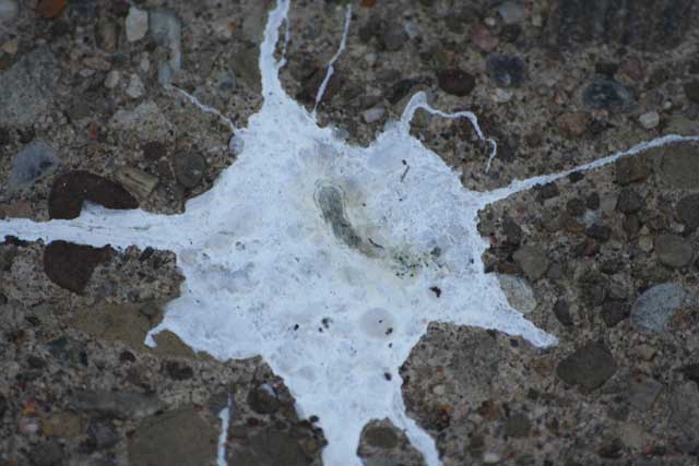 bird poop.jpg
