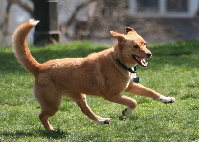 Running Free.jpg