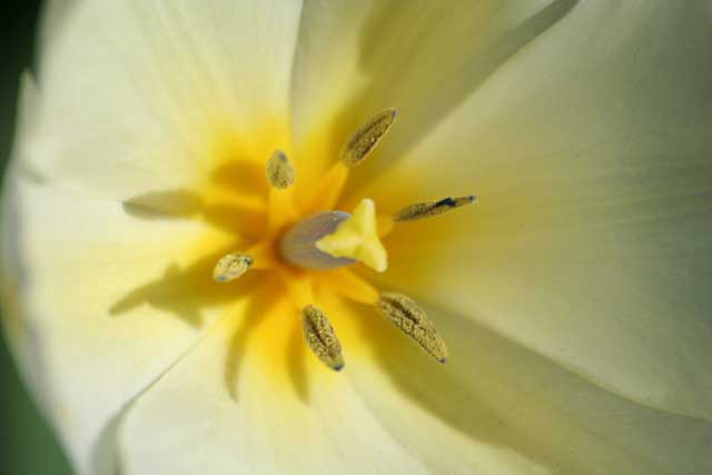 Shadows of pollen.jpg