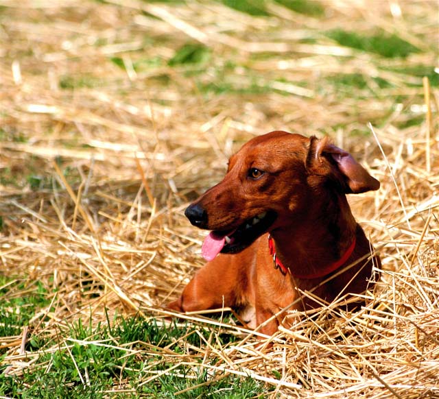 in the hay.jpg