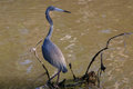 Blue Heron
