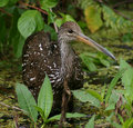 Limpkin