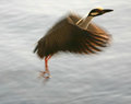 Flight Blur