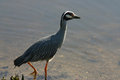 Heron